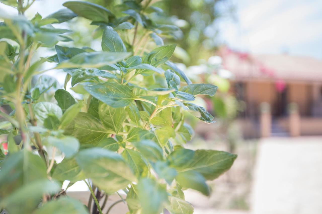 Evropouloi Olive Tree House 빌라 외부 사진